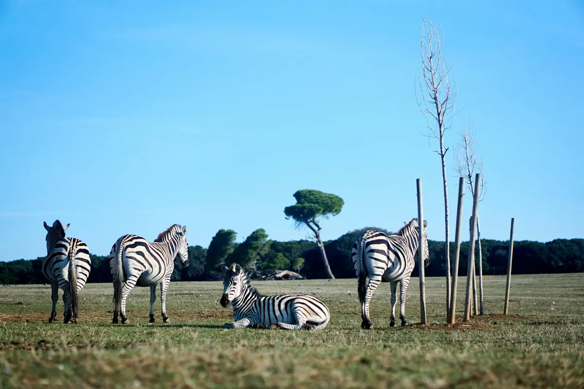 Zebras resting and grazing in the safari park of Brijuni National Park in Istria