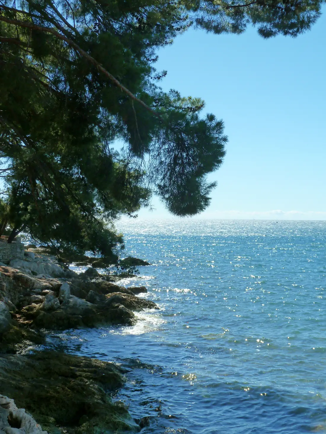 Pine trees above the rocky coast and clear sea at Porec, Istria, Croatia