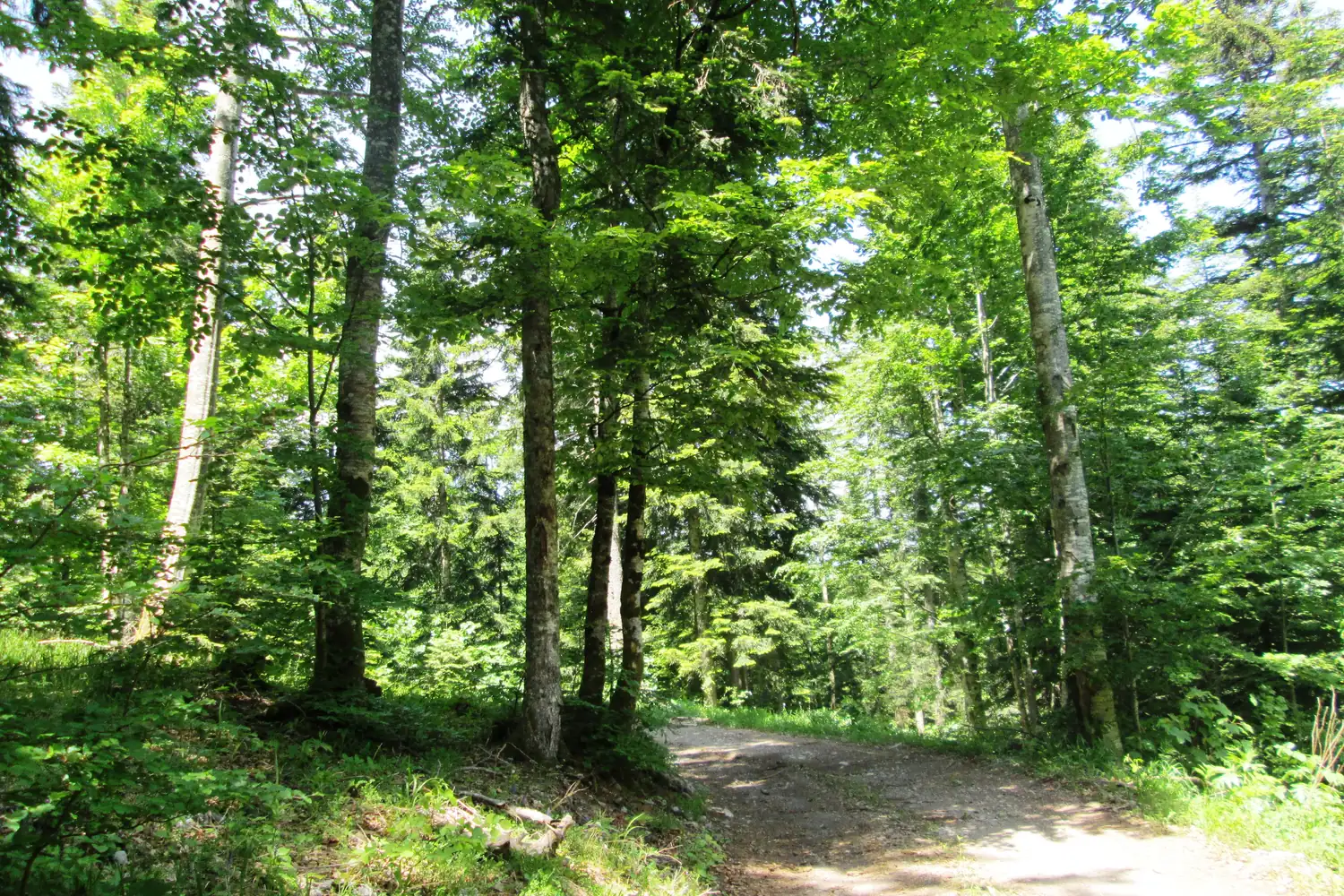 Sunlit beech and fir forest with a gravel path in the mountains of inland Croatia